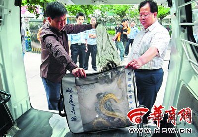 近2米長花蛇盤踞在人行道樹杈上捕鳥(組圖)