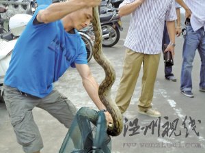 2.4米大蟒蛇盤踞龍港鬧市 專業人士介紹是＂緬甸蟒＂