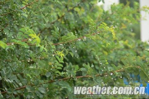 寧夏降喜雨解高溫 今明雨水持續需防范地質災害