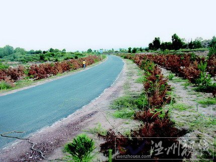 陜西定邊市民反映樹(shù)木枯死 林業(yè)局長(zhǎng)：老百姓吃飽撐的
