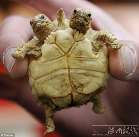 這是在斯洛伐克出生的一只非洲盾臂龜，它現(xiàn)在7周大，左邊的腦袋叫馬德佳，右邊的腦袋叫倫卡