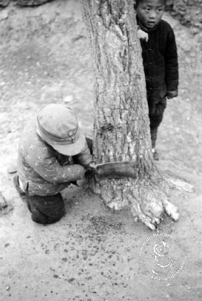 1942年河南大饑荒的真實(shí)場(chǎng)景