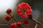 梅花圖片 關于梅花的圖