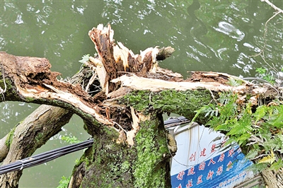 溫州九山河畔一棵構(gòu)樹被雷擊