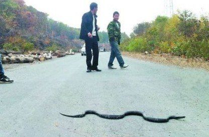 蛇群橫穿公路圖片