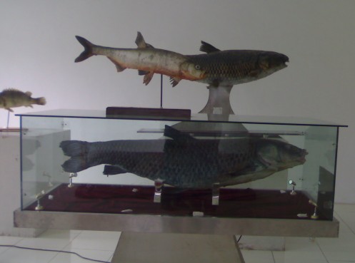 金牛湖青魚王212斤