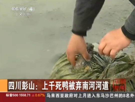 四川死鴨事件