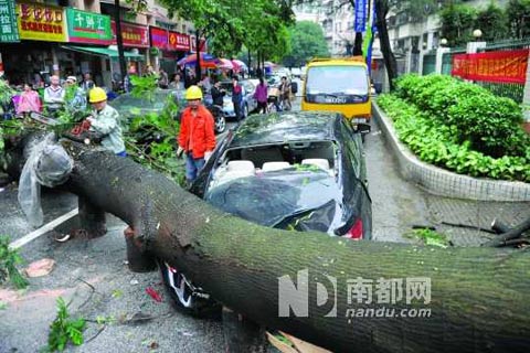 廣州大風(fēng)折斷路邊有一棵大樹(shù)砸中轎車