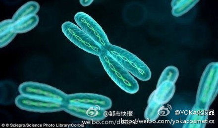 500萬(wàn)年后男人將滅絕