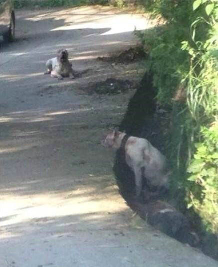 遵義康海花園狗咬死人現(xiàn)場(chǎng)