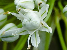 花的圖片 洋蔥開(kāi)花好看 洋蔥花圖片 花心真像洋蔥好可愛(ài)
