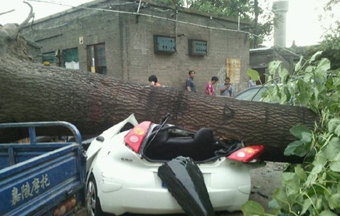 山西暴雨來襲 運(yùn)城大樹被連根拔起