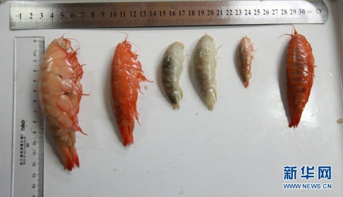 蛟龍號利用誘捕器捕到的端足類生物