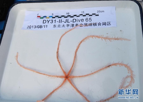 蛟龍號深潛捕獲的六腕海星片