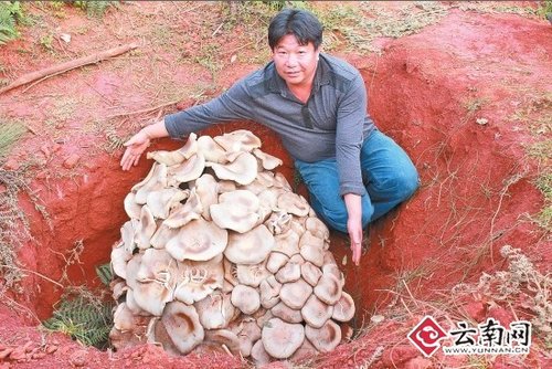 世界最大蘑菇，云南玉溪發(fā)現(xiàn)野生食用菌巨大口蘑重達82.8公斤
