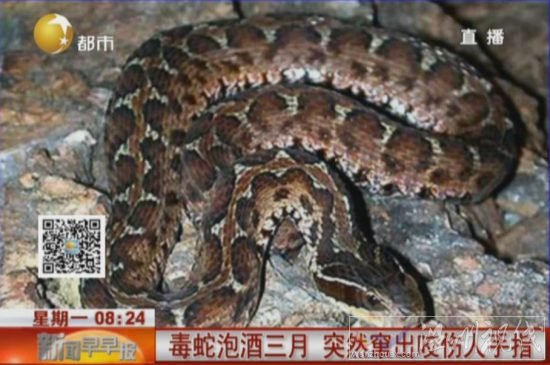 毒蛇泡酒3個月咬人