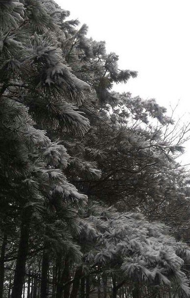 浙江下雪了，2013年冬季浙江湖州安吉第一場(chǎng)雪