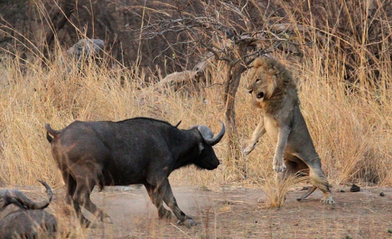 獅子與水牛大對決