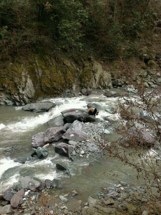 黑水河自然保護區發現野生大熊貓
