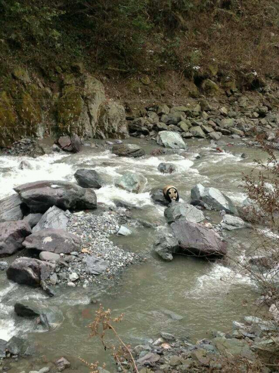 黑水河自然保護區發現野生大熊貓