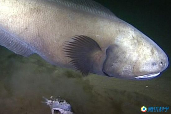科學(xué)家發(fā)現(xiàn)7000米深的太平洋海溝有魚蝦