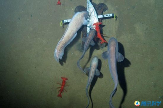 科學(xué)家發(fā)現(xiàn)7000米深的太平洋海溝有魚蝦