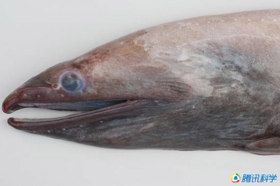 科學(xué)家發(fā)現(xiàn)7000米深的太平洋海溝有魚蝦