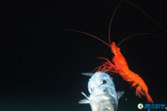 科學(xué)家發(fā)現(xiàn)7000米深的太平洋海溝有魚蝦