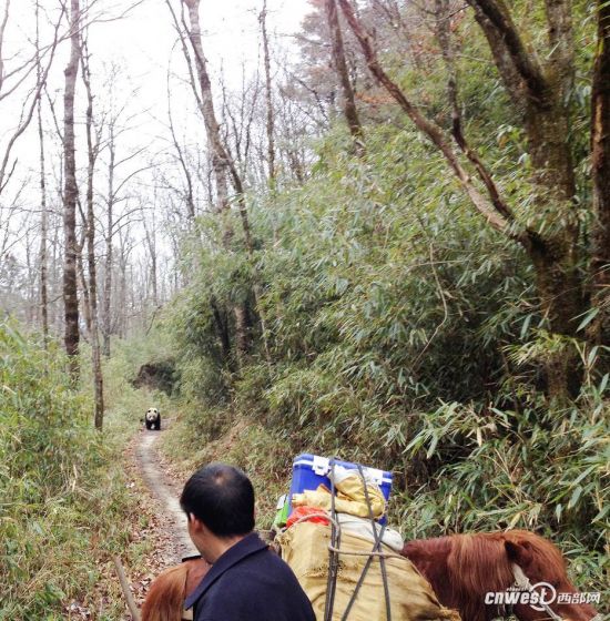 三官廟路遇野生大熊貓