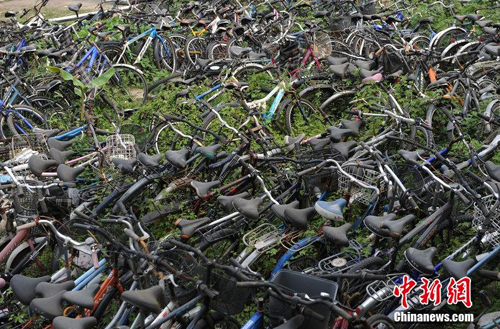 自行車墓地3000輛自行車被遺棄 四川大學空地自行車成堆