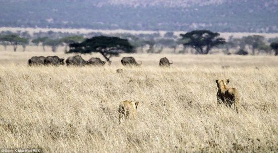 動物世界獅子和水牛 11頭獅子圍攻1頭水牛