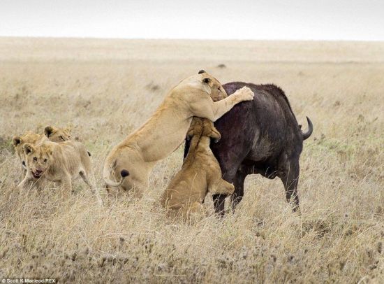 動物世界獅子和水牛 11頭獅子圍攻1頭水牛
