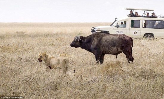 動(dòng)物世界獅子和水牛 11頭獅子圍攻1頭水牛