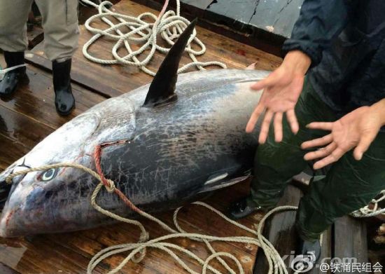 廣東漁民捕獲680斤藍(lán)鰭金槍魚