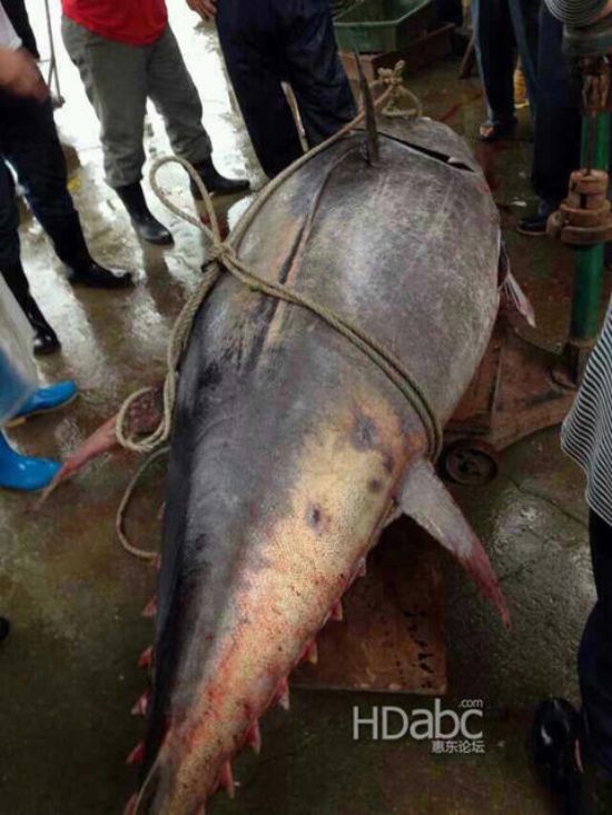 藍鰭金槍魚價格昂貴已瀕臨滅絕，2014年5月11日廣東漁民捕獲680斤藍鰭金槍魚