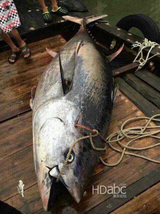 藍鰭金槍魚價格昂貴已瀕臨滅絕，2014年5月11日廣東漁民捕獲680斤藍鰭金槍魚