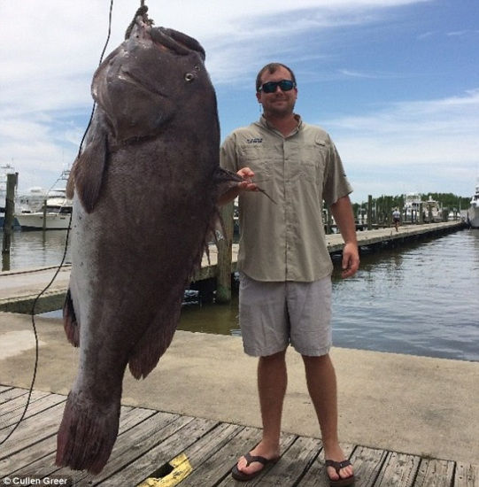 美國男子釣到2米長黑石斑魚