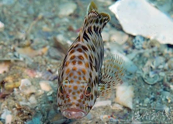黑石斑魚