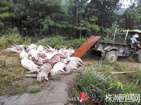 株洲市茶陵養豬場遭雷擊