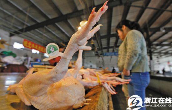 浙江h7n9最新消息相關新聞圖片