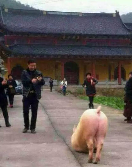 溫州永嘉豬跪拜祈福
