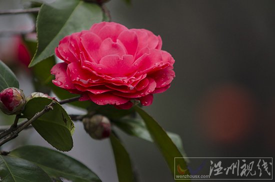 溫州天氣轉暖，到處是一片春天景象