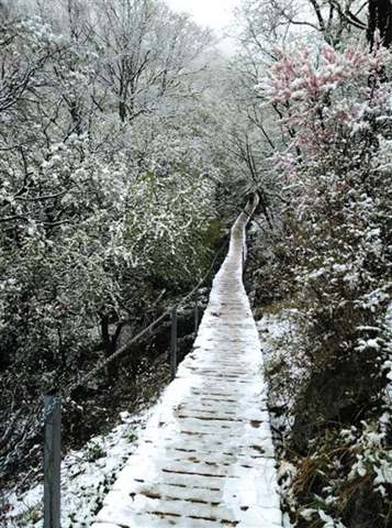 北京靈山五月飄雪，2015年5月9日北京靈山風景區下雪了