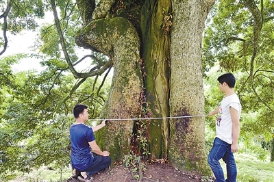 金絲楠木樹干直徑達到2.1米