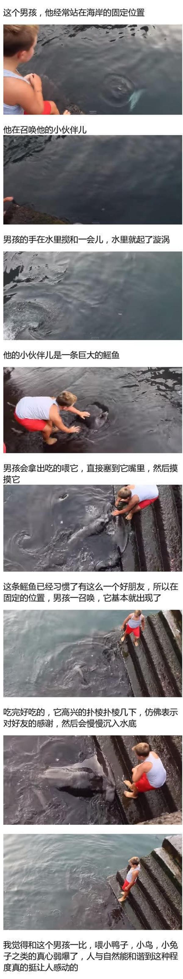男孩與鰩魚(yú)成好友