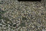 廈門松柏湖現(xiàn)大量死魚(yú)