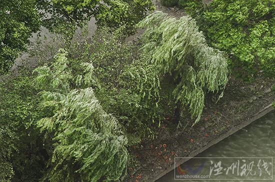 溫州刮臺風(fēng)不下雨，天氣還很好。