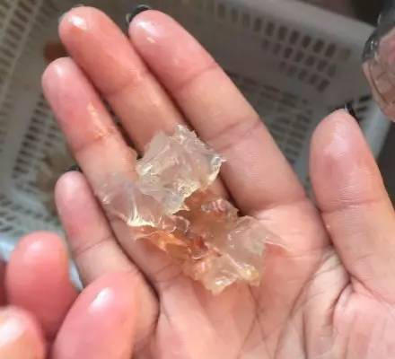 溫州市場現(xiàn)注膠蝦