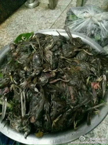 有網(wǎng)友發(fā)圖撿到一大盆被砸死的鳥(niǎo)兒。