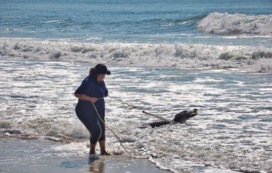 美國南卡羅來納州海灘驚現鱷魚沖浪
